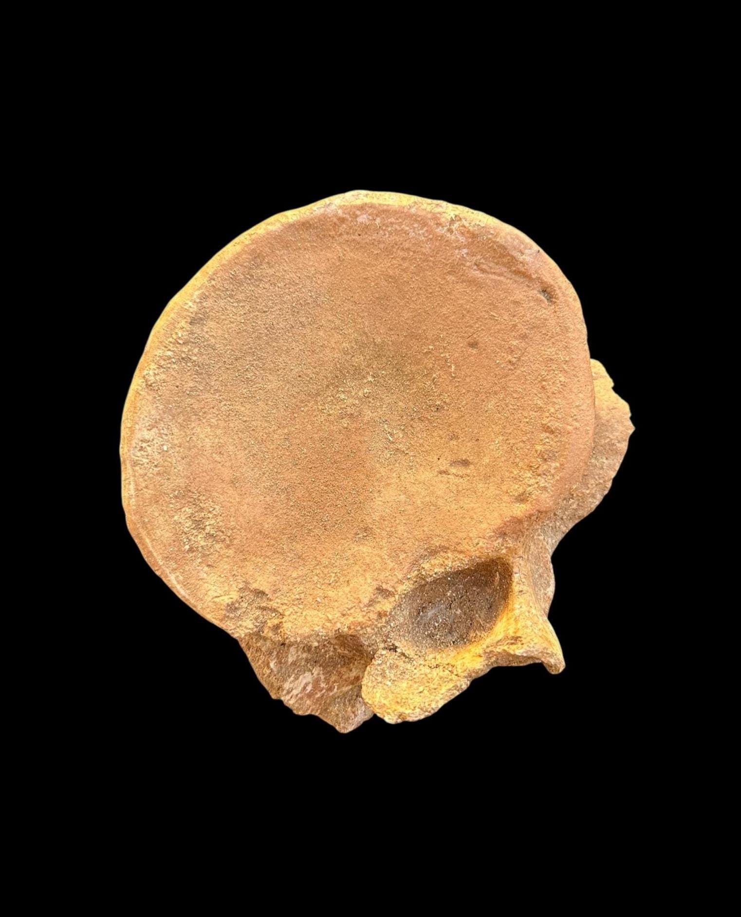 驚くべきプレシオサウルスの椎骨化石 - 先史時代の海生爬虫類