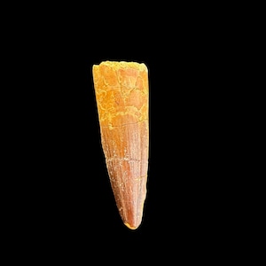 A great Spinosaurus tooth, Great Spinosaurus Tooth, Cretaceous Dinosaur tooth, 112 to 93.5 million years old