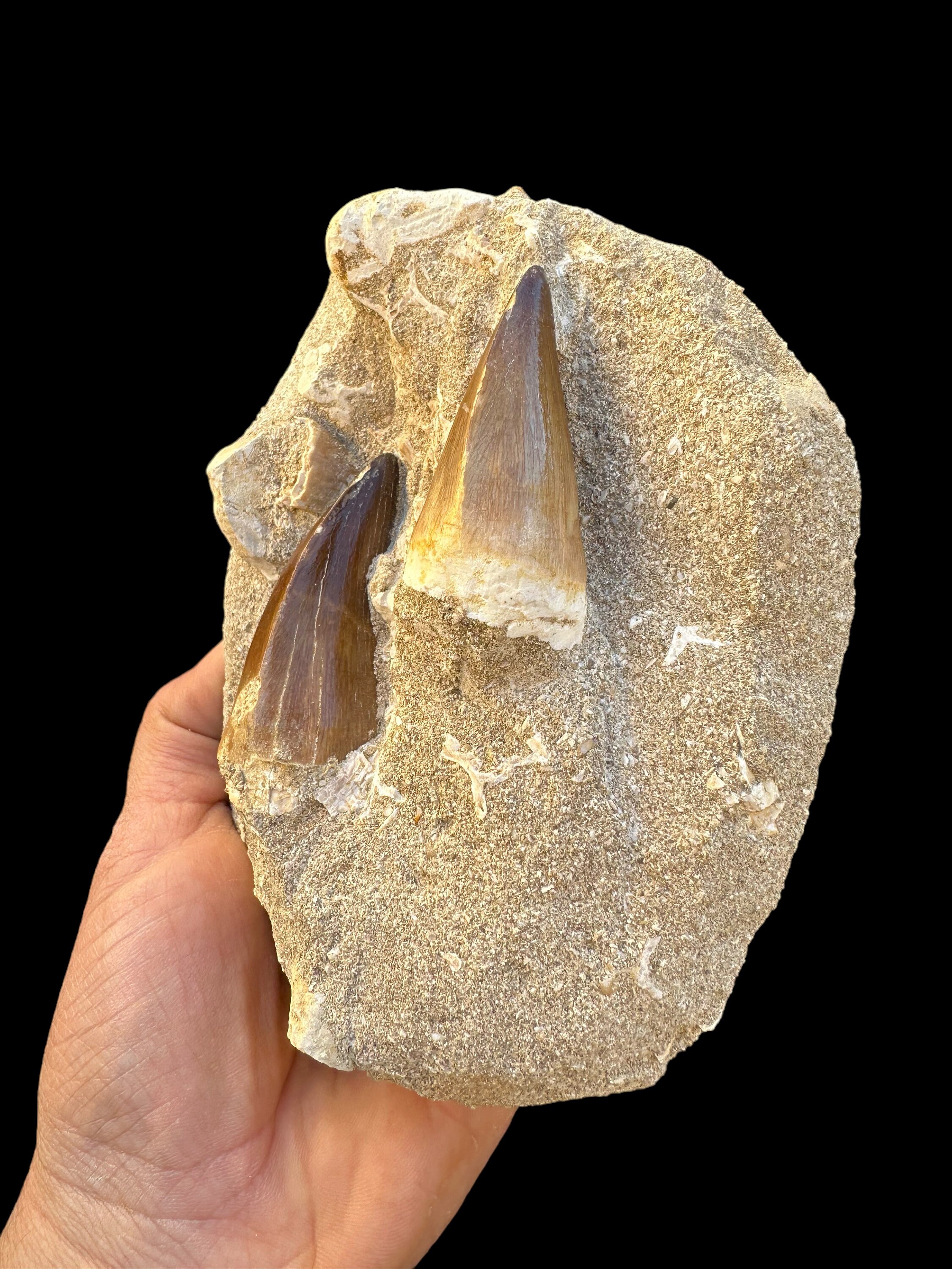 Two Associated Mosasaurus Teeth In Matrix Associated Teeth Of 