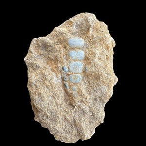 Nice Pycnodus sp. Fossil Fish mouthplate - cretaceous fish fossil - Authentic Prehistoric Specimen from Khouribga Phosphate Basins