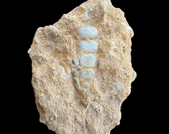 Nice Pycnodus sp. Fossil Fish mouthplate - cretaceous fish fossil - Authentic Prehistoric Specimen from Khouribga Phosphate Basins