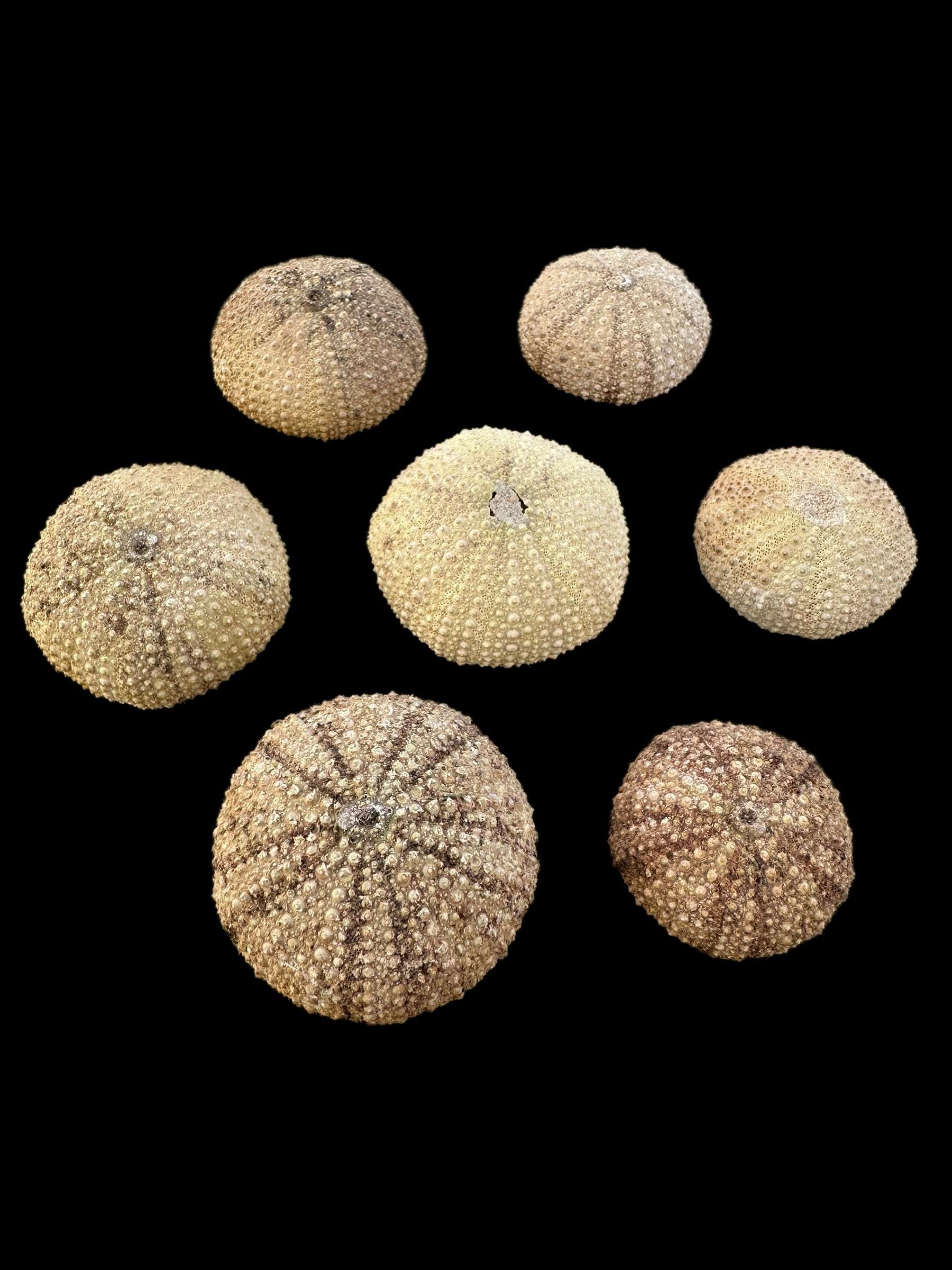 素晴らしい化石ウニ 7 個セット – モロッコ産の本物の先史時代の標本