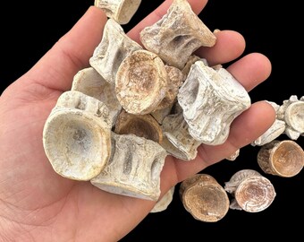 エンコドゥス椎骨化石20個 – モロッコ産白亜紀魚類骨 – 天然海洋化石