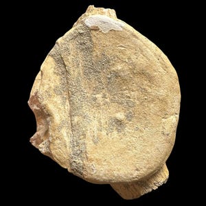 Bellissimo fossile di predatore marino - vertebra autentica di Plesiosauro - autentico esemplare fossile - grandi vertebre di dinosauro dal Marocco