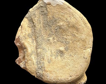 化石ヘビの椎骨 – パレオフィス・マグレビアヌス – 始新世、モロッコ