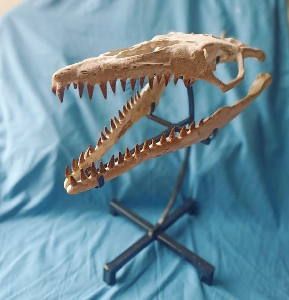 Great Quality Mosasaur Skull - Mosasaurus Beaugei - Dinosaur Skull