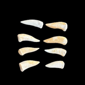 8 Enchodus Fang Teeth – Rare Cretaceous Fish Fossils from Youssoufia, Morocco