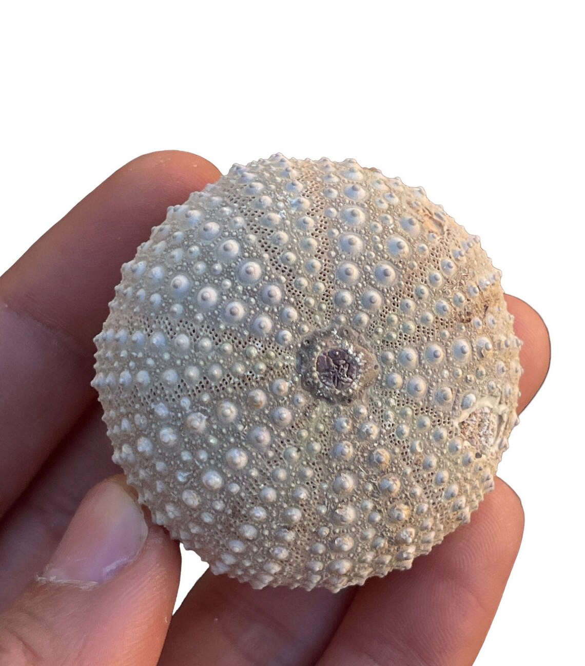 SEA URCHIN Fossil Shell Mineral Echinoid Echinoderm Specimen From ...