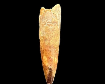 スピノサウルスの歯、実物化石、白亜紀恐竜、1億1200万～9350万年前