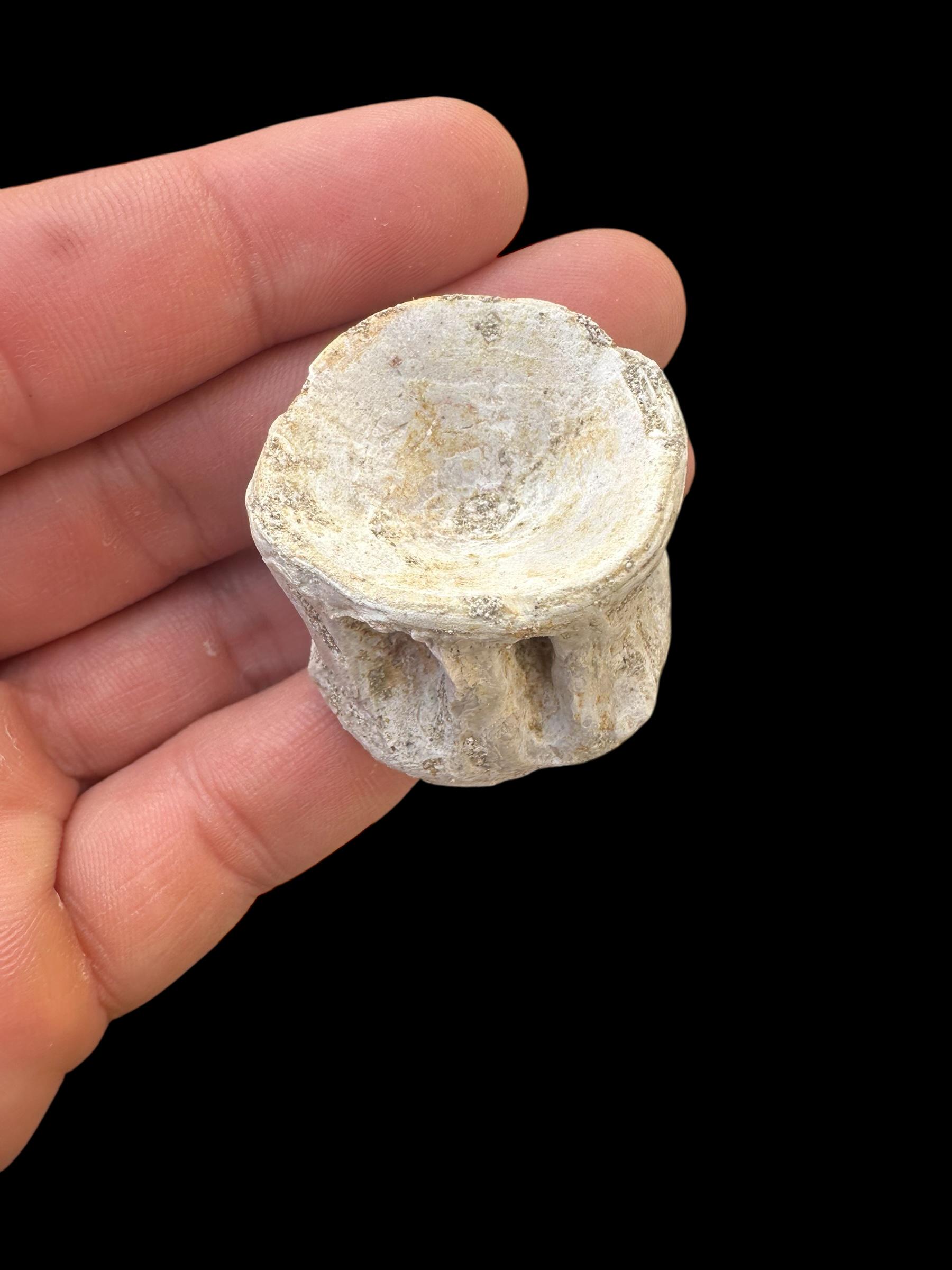 エンコドゥス椎骨化石20個 – モロッコ産白亜紀魚類骨 – 天然海洋化石