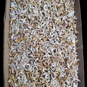 bulk of tiger shark teeth odentaspis shark teeth from Morocco