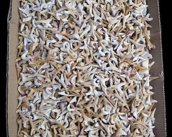 bulk of tiger shark teeth odentaspis shark teeth from Morocco