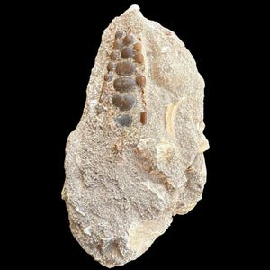 Lovely Pycnodus sp. Fossil Fish mouthplate - cretaceous fish fossil - Authentic Prehistoric Specimen from Khouribga Phosphate Basins