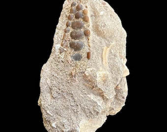 Lovely Pycnodus sp. Fossil Fish mouthplate - cretaceous fish fossil - Authentic Prehistoric Specimen from Khouribga Phosphate Basins