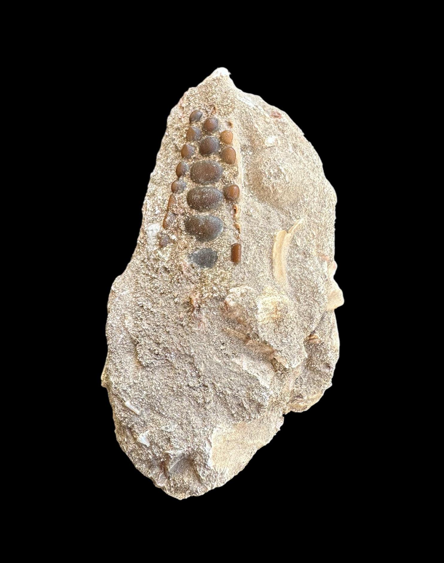 Lovely Pycnodus Sp. Fossil Fish Mouthplate - Cretaceous Fish Fossil ...