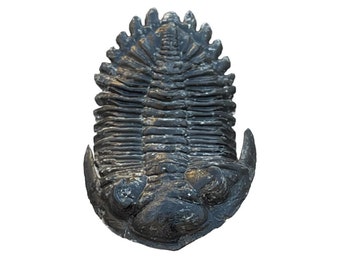 ゲラストス三葉虫の化石 - デボン紀、モロッコ - 古代の海洋生物