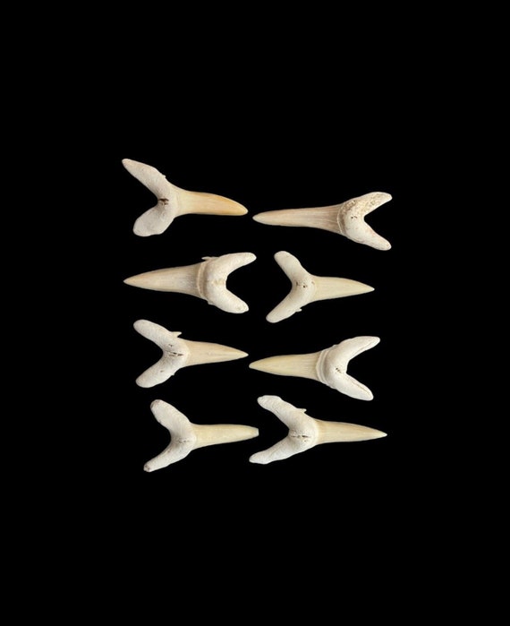 Collection of 8 Great Quality Sand Shark Teeth, Odentaspus Teeth