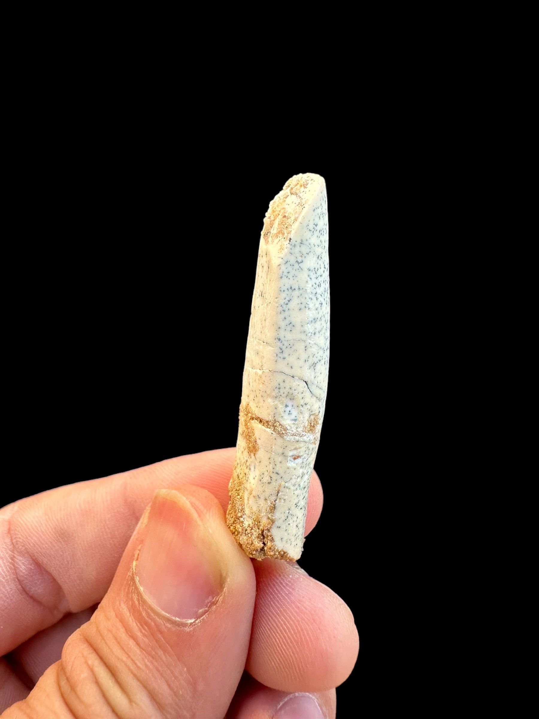 Beautiful Sauropod Fossil tooth, Rebbachisaurus Garasbae Tootth: Late Cretaceous Kem Kem Beds Morocco Dinosaur Fossils