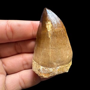 Bellissimo dente di Mosasauro - Un pezzo di maestosità preistorica - Vero fossile dal Marocco - Dente di dinosauro - Raro dente di Mosasauro