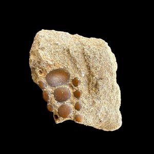 Extraordinary Pycnodus sp. Fossil Fish mouthplate - cretaceous fish fossil - Authentic Prehistoric Specimen from Khouribga Phosphate Basins