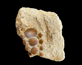 Extraordinary Pycnodus sp. Fossil Fish mouthplate - cretaceous fish fossil - Authentic Prehistoric Specimen from Khouribga Phosphate Basins