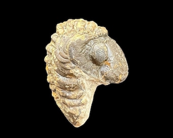 Fóssil de Trilobita Grande Rolado de Phacops – Espécime Autêntico da Era Devoniana do Marrocos