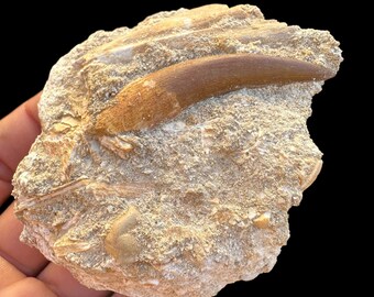 モロッコの天然の基質に埋もれた本物のプレシオサウルスの歯の化石