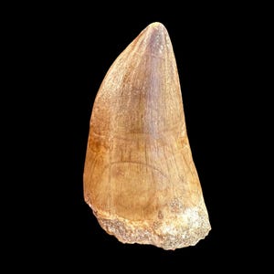 Amazing quality Mosasaurus tooth from Morocco - a fossilized tooth from a large marine reptile