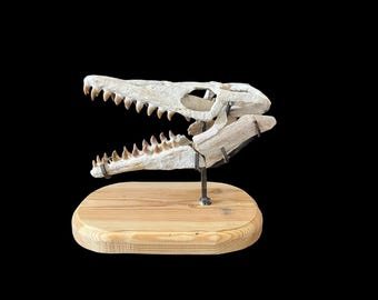 18.8インチの素晴らしい天然モササウルスの頭蓋骨 - モササウルス