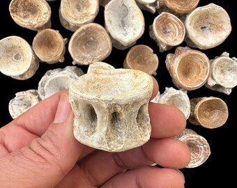 エンコドゥス椎骨化石20個 – モロッコ産白亜紀魚類骨 – 天然海洋化石
