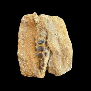Authentic Pycnodus sp. Fossil Fish mouthplate - cretaceous fish fossil - Authentic Prehistoric Specimen from Khouribga Phosphate Basins