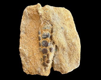 Authentic Pycnodus sp. Fossil Fish mouthplate - cretaceous fish fossil - Authentic Prehistoric Specimen from Khouribga Phosphate Basins