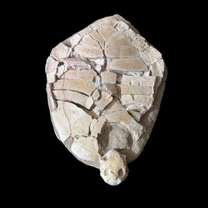 Seltenes winziges Fossil der Meeresschildkröte aus der Kreidezeit mit einem passenden Schildkrötenpanzer, seltenes Fossil mit zwei Nasen, Reptil aus Marokko