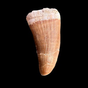 Authentic Mosasaurus Tooth Fossil - Ancient Marine Predator - Big dinosaur tooth reptile tooth from Morocco