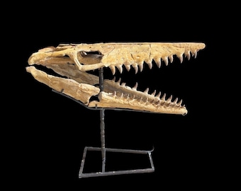 モササウルス　頭蓋骨　化石　レプリカ モササウルス恐竜の頭蓋骨レプリカ、化石恐竜の頭蓋骨 - Etsy 日本