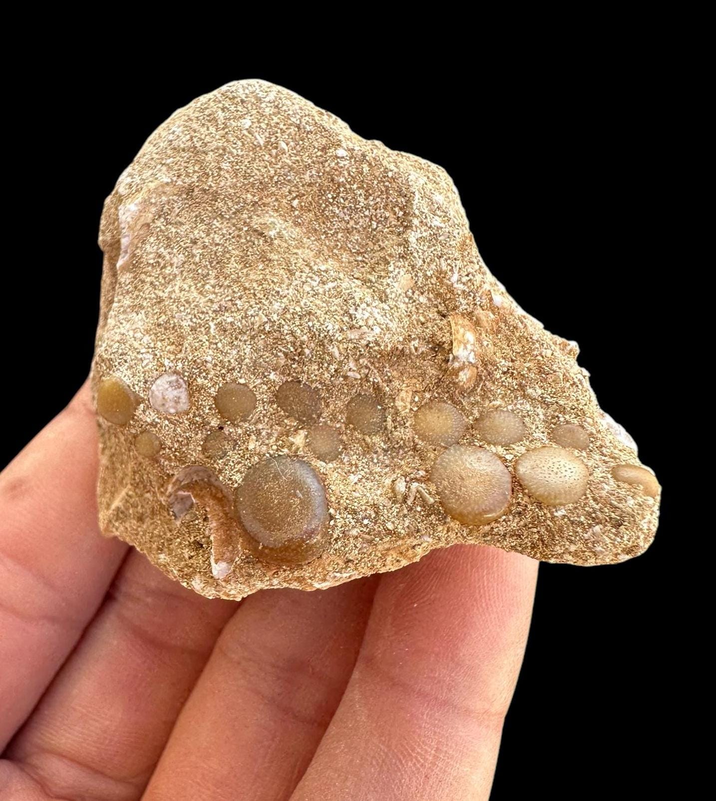 Great Pycnodus Sp. Fossil Fish Mouthplate - Cretaceous Fish Fossil ...