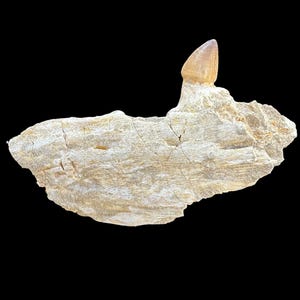 Bel dente di Mosasaurus nella sua mascella naturale, dente di dinosauro rettile dal Marocco