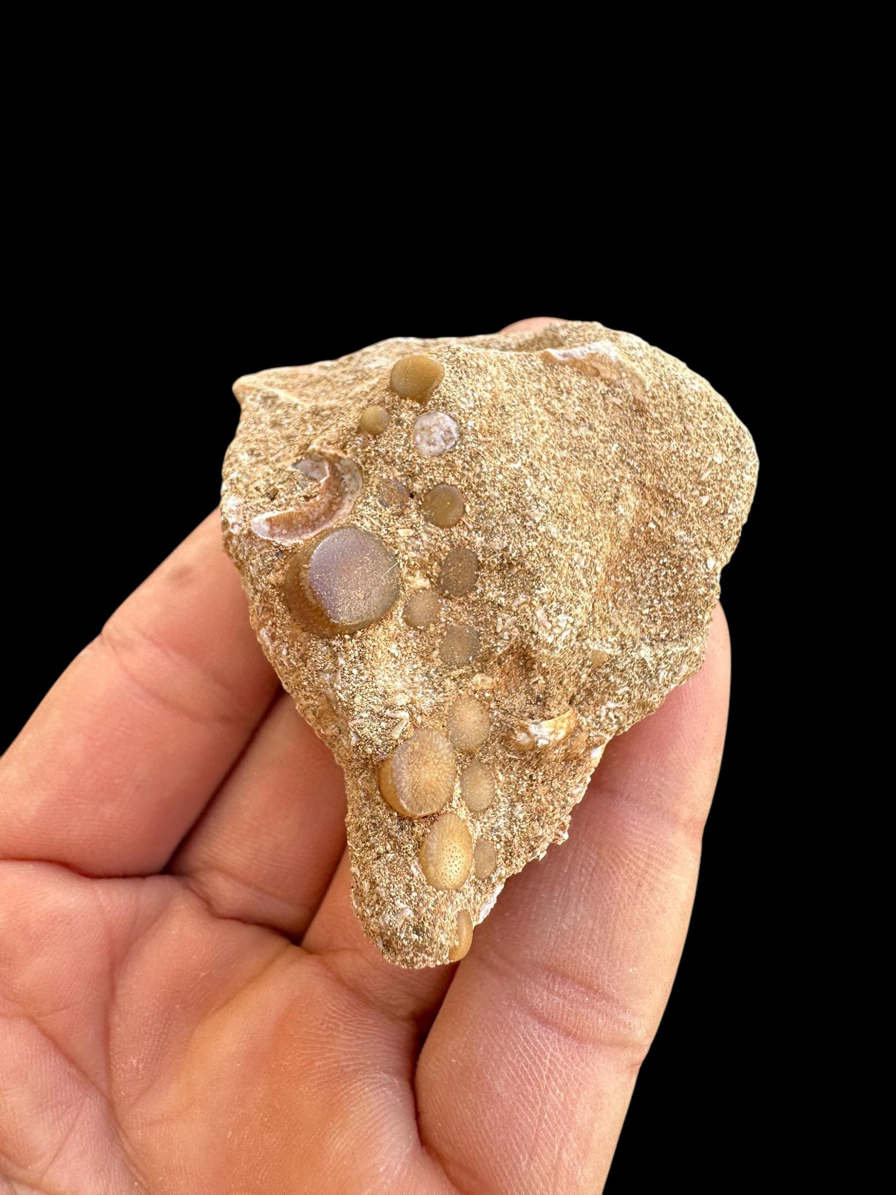 Great Pycnodus Sp. Fossil Fish Mouthplate - Cretaceous Fish Fossil ...