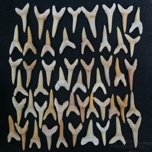 collection of 52 great quality sand shark teeth, Odentaspus teeth