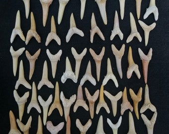 collection of 52 great quality sand shark teeth, Odentaspus teeth