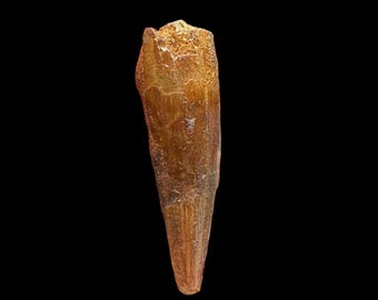 最高級スピノサウルスの歯の化石 – モロッコ 白亜紀の宝物 – モロッコ
