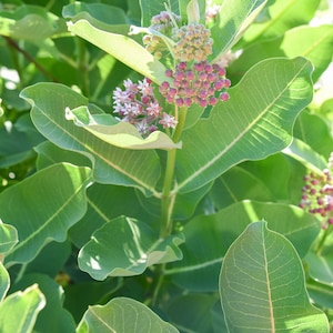 Common Milkweed Seeds (25+ seeds)