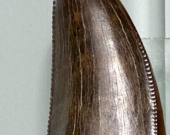 Tyrannosaurus fossil tooth - Hill County - Montana - USA!!!