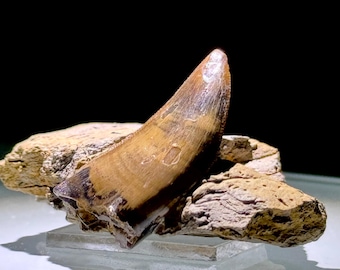 Tyrannosaurus fossil tooth on matrix (Nanotyrannus lancensis) - Hell Creek Formation - USA !!!!