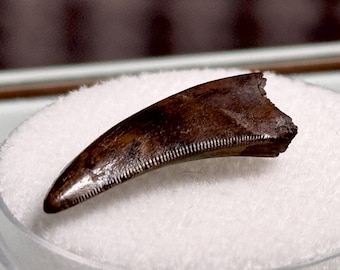 Tyrannosaurus fossil tooth (Nanotyrannus lancensis) - Lance (Creek) Formation - USA !!!!