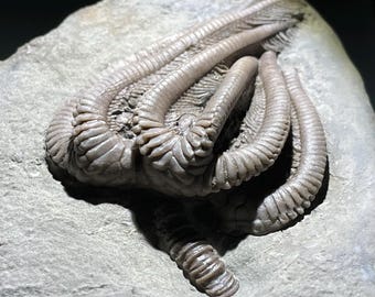 Fossil Crinoid (Agaricocrinus) - Carboniferous, Mississippian (358 million years) -Crawfordsville, Indiana - USA!!!