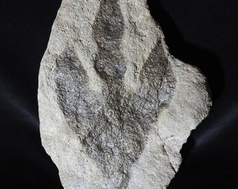 Fossil footprint of a carnivorous dinosaur - Middle Jurassic - Cleveland Basin - UK!!!!