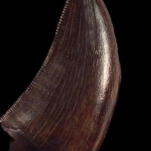 Peut inclure: Une dent de dinosaure fossilisée, de couleur brun foncé et à la finition brillante. La dent a une forme incurvée avec un bord dentelé et des stries verticales visibles. Le fond est noir uni.