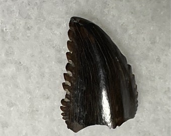 Tröodon formosus raptor fossil tooth - North central Montana - USA - very rare!!!