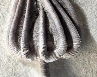 Exquisite fossil crinoid (Agaricocrinus) - Carboniferous, Mississippian (358 million years old) - Crawfordsville, Indiana - USA!!!